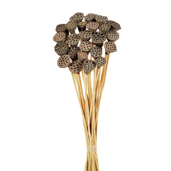 213.01_0 POMO LOTUS 40CM - Imagen 1