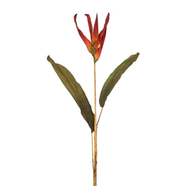 AVE DEL PARAISO VARA - Imagen 2