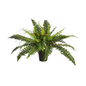 HELECHO CON BROTES EN MACETA Ø 70CM