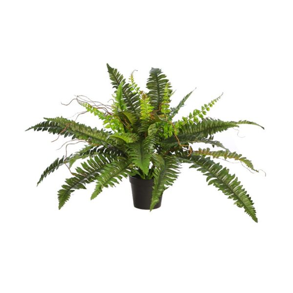 HELECHO CON BROTES EN MACETA Ø 70CM - Imagen 1