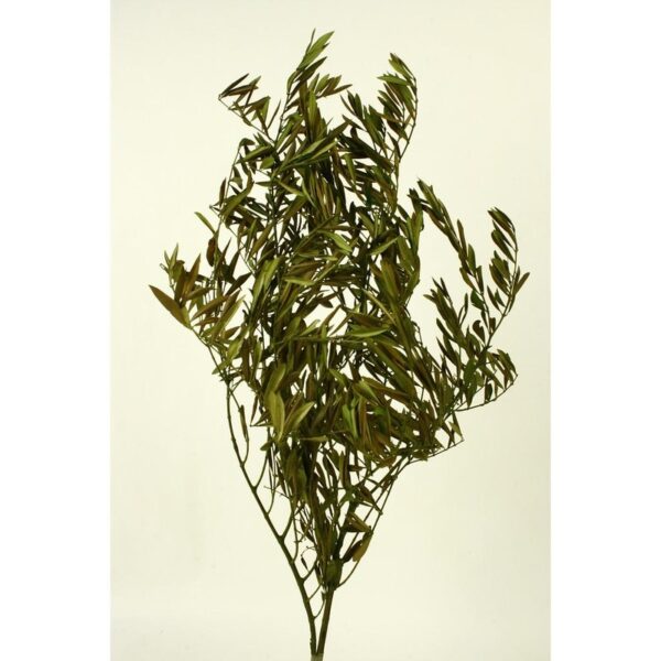 OLIVO PRESERVADO 80CM - Imagen 1