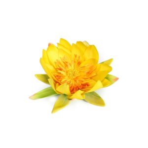 LOTUS FLOTANTE Ø 20CM