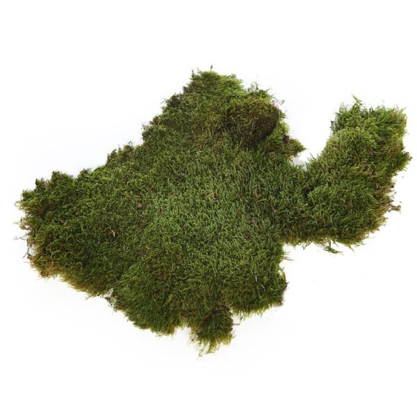 429Z61_0 MUSGO PLANO PRESERVADO, CAJA 2,5KG - Imagen 1