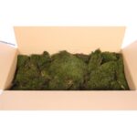 MUSGO PLANO PRESERVADO, CAJA 2,5KG - Imagen 4