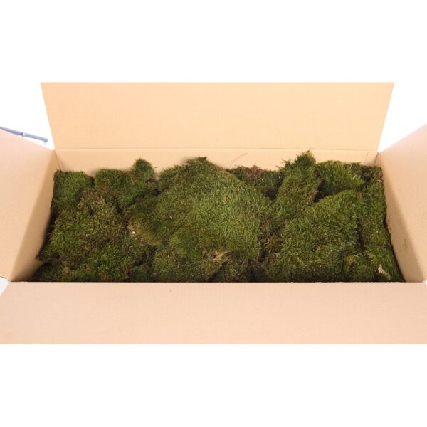 MUSGO PLANO PRESERVADO, CAJA 2,5KG - Imagen 4