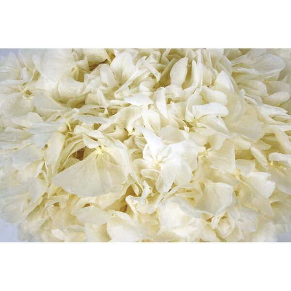 HORTENSIA PRESERVADA - Imagen 2