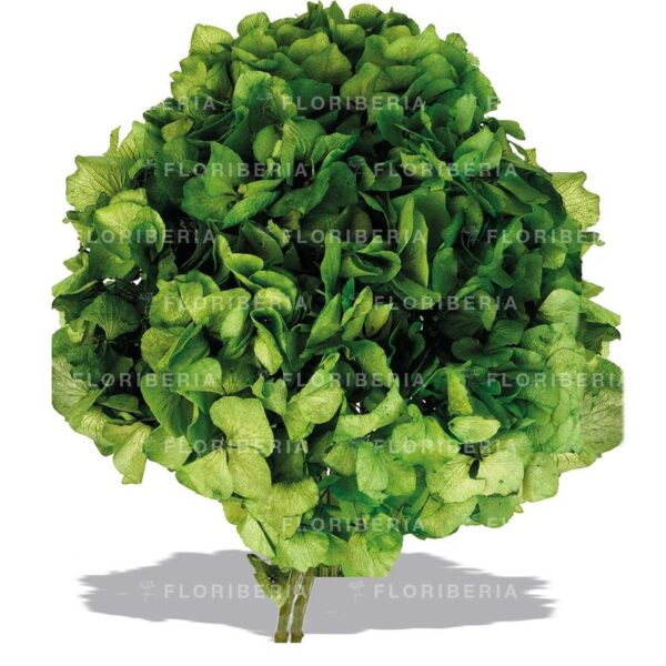 HORTENSIA PRESERVADA - Imagen 3