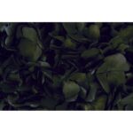 HORTENSIA PRESERVADA - Imagen 4