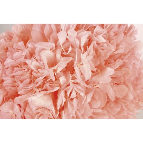 HORTENSIA PRESERVADA - Imagen 7