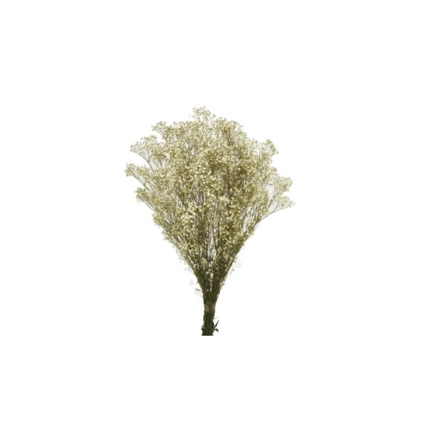 GYPSOPHILA PANICULATA PRESERVADA 100GR, ALT 60CM - Imagen 1