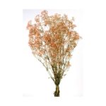 GYPSOPHILA PANICULATA PRESERVADA 100GR, ALT 60CM - Imagen 2