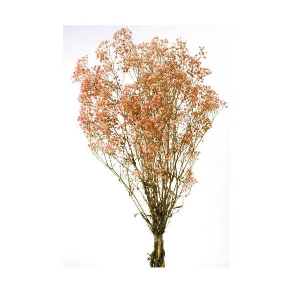 GYPSOPHILA PANICULATA PRESERVADA 100GR, ALT 60CM - Imagen 2