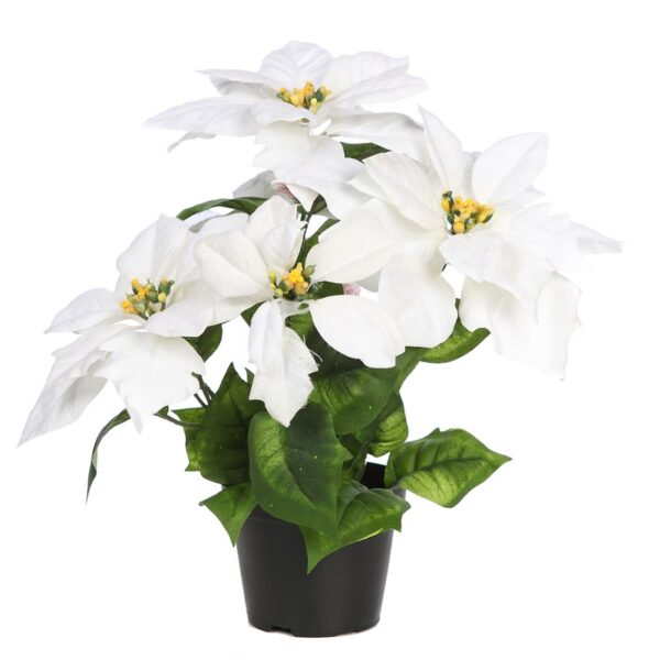 44995MX5.01_0 POINSETTIA X 5 CON MACETA 35CM - Imagen 1