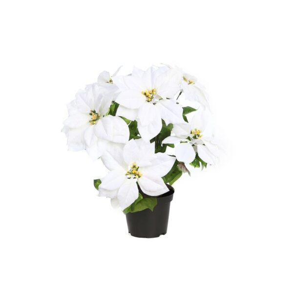 POINSETTIA PASCUERO CON MACETA X9 ,42 CM - Imagen 1