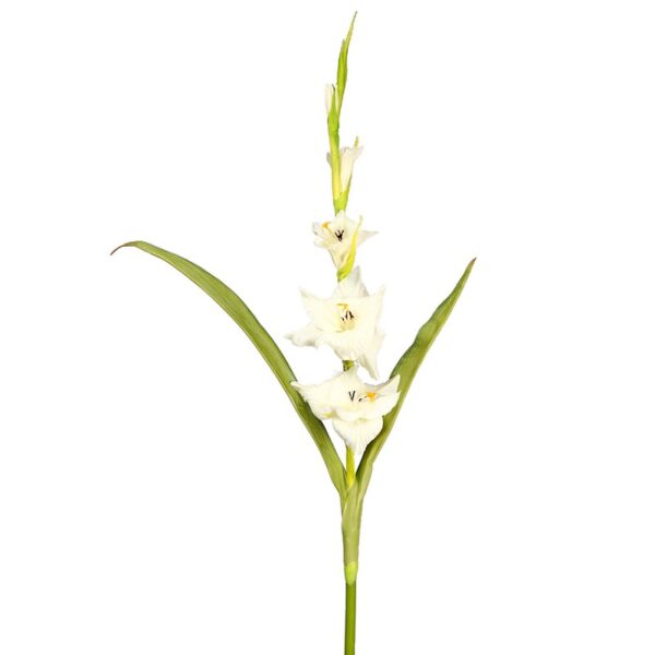 450910_0 VARA GLADIOLO TACTO NATURAL 109 CM - Imagen 1