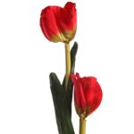 VARA TULIPAN 60CM - Imagen 3