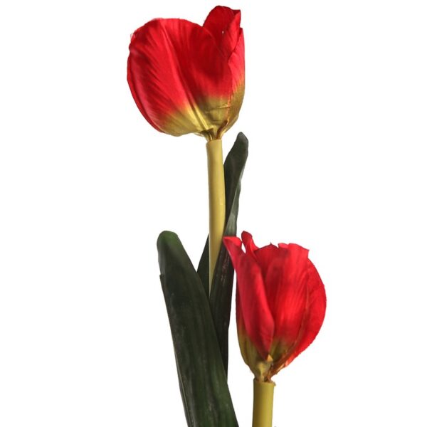 VARA TULIPAN 60CM - Imagen 3