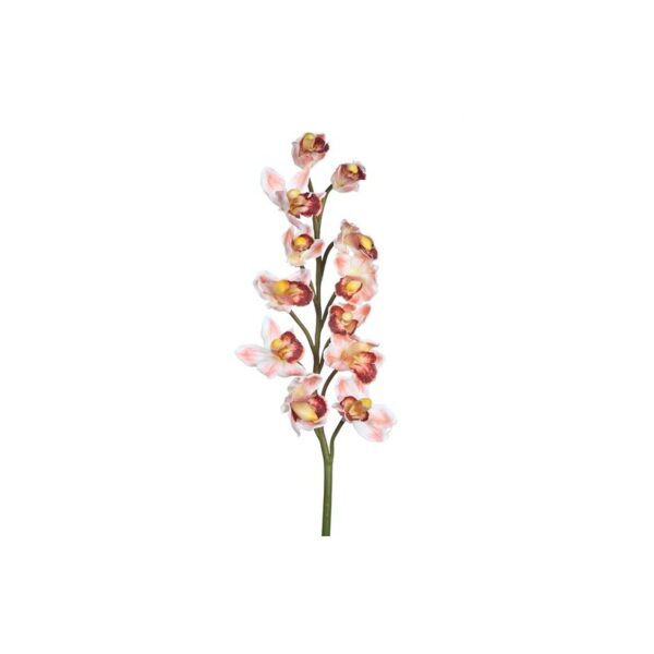 49307_03_0 VARA CIMBIDIUM - Imagen 1