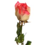 VARA DE CAPULLO DE ROSA 72CM - Imagen 2