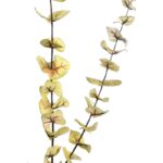 VARA EUCALYPTUS 95CM - Imagen 2