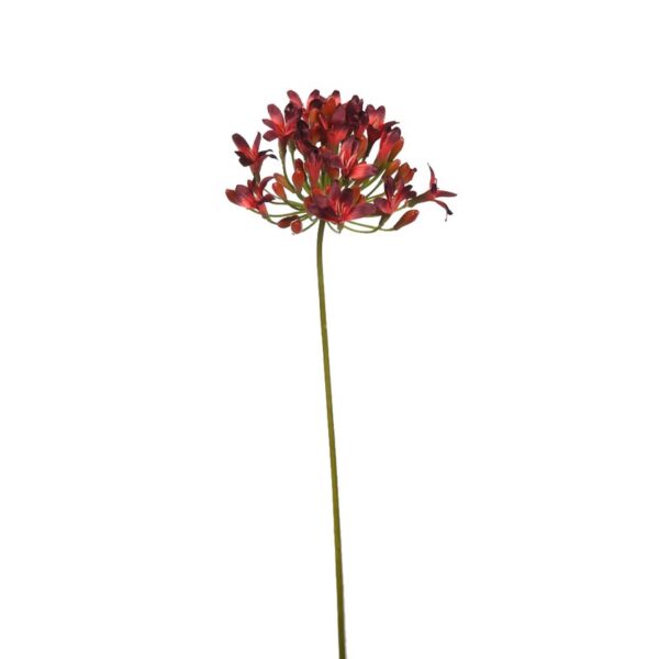 56556.18_0 AGAPANTHUS, VARA - Image 1