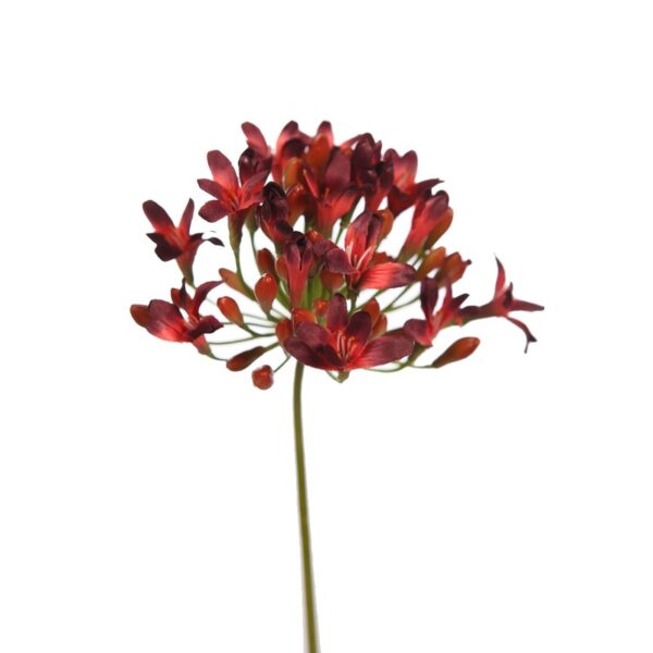 AGAPANTHUS, VARA - Image 2