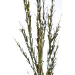 VARA FIELD FOAM 83CM - Imagen 2