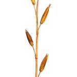 VARA LILY BUDS 100CM - Imagen 2