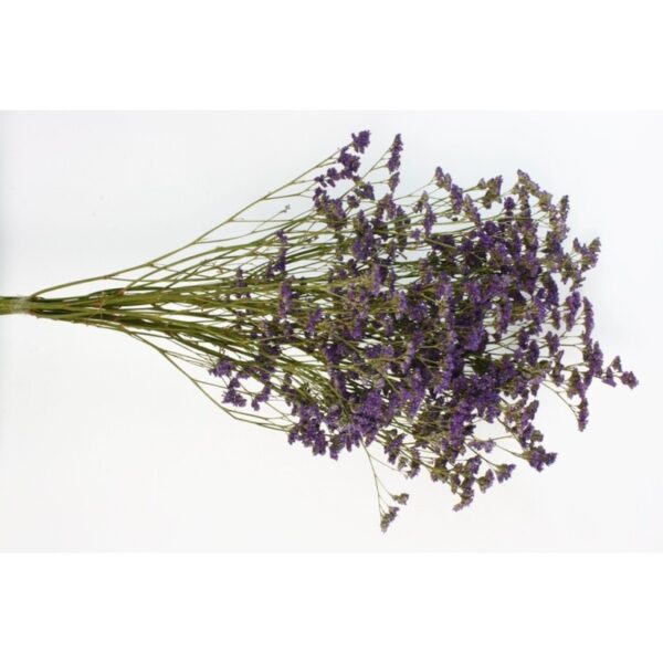 LIMONIUM PRESERVADO - Imagen 2