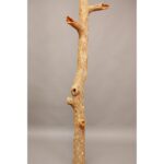 PALO FOSIL 228,5 CM - Imagen 3