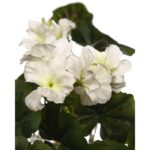 MATA GERANIO COLGANTE 60CM - Imagen 2