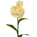 VARA IRIS ARTIFICIAL 80CM - Imagen 2