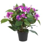 PLANTA IMPATIENTS EN MACETA 30CM - Imagen 2
