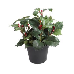 PLANTA MUERDAGO VERDE MACETA