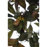 ENREDADERA LAUREL ARTIFICIAL 60CM - Imagen 2