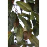 ENREDADERA LAUREL ARTIFICIAL 60CM - Imagen 3