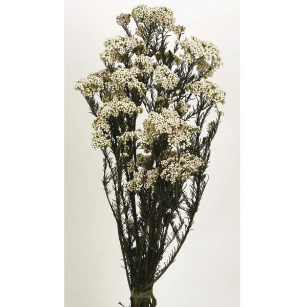 RICE FLOWERS PRESERVADA - Imagen 1