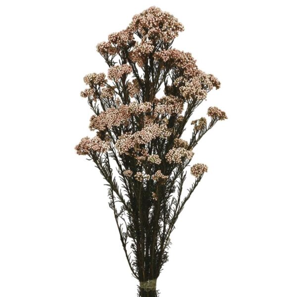 RICE FLOWERS PRESERVADA - Imagen 3