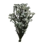 RICE FLOWERS PRESERVADA - Imagen 4