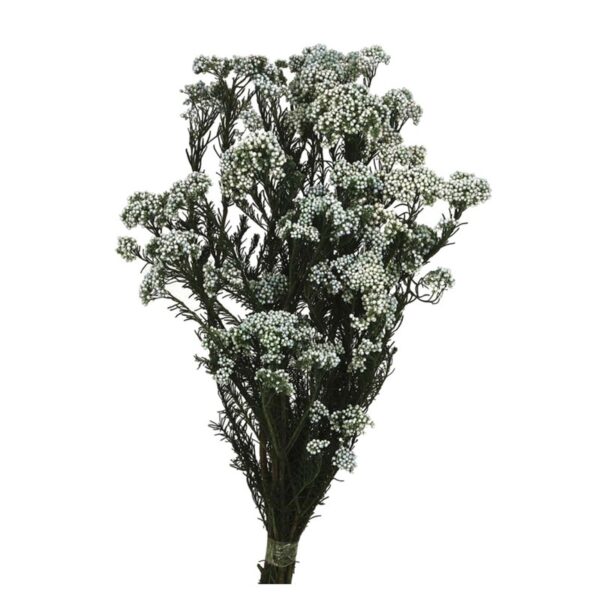 RICE FLOWERS PRESERVADA - Imagen 4