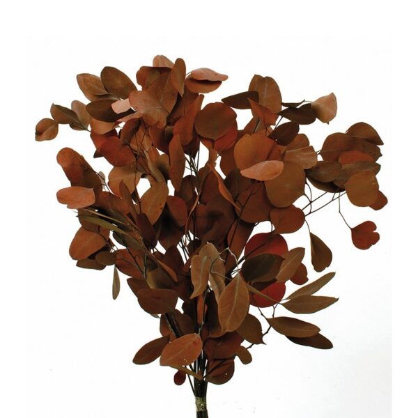 838.57_0 EUCALIPTOS POPULUS PRESERVADO - Imagen 1