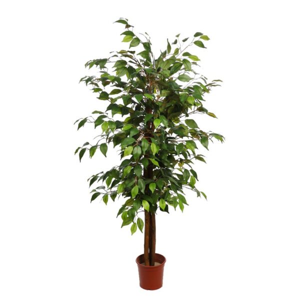 A73339.10X24_0 FICUS ARTIFICIAL CON MACETA 175CM - Imagen 1