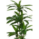 DRACENA ARTIFICIAL 145CM - Imagen 2