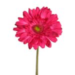 GERBERA TALLO FLOCADO 64CM - Imagen 4