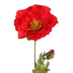 AMAPOLA ARTIFICIAL 70CM - Imagen 2