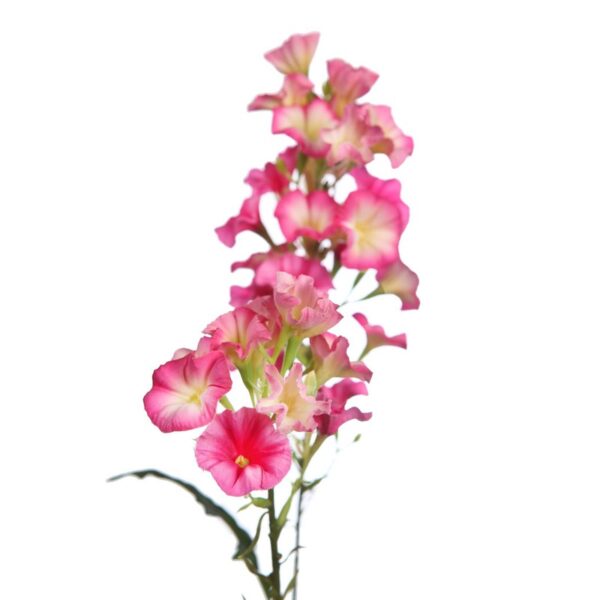 VARA FLOR BELLA DE DIA 76CM - Imagen 8