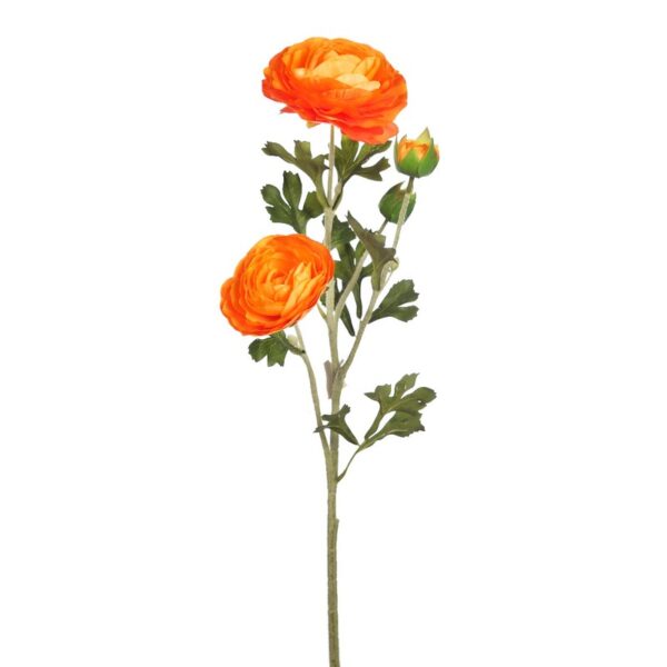 VARA RANUNCULO - Imagen 3