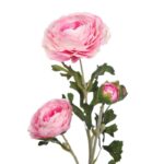 VARA RANUNCULO - Imagen 6