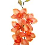 VARA CIMBIDIUM 70 CM - Imagen 6