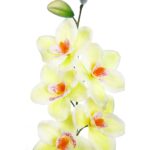 VARA CIMBIDIUM 70 CM - Imagen 10